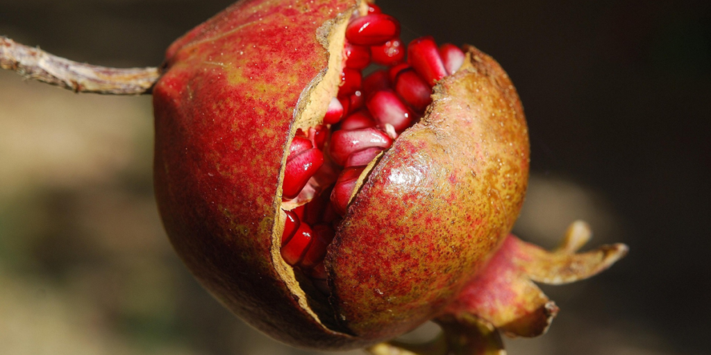 super foods